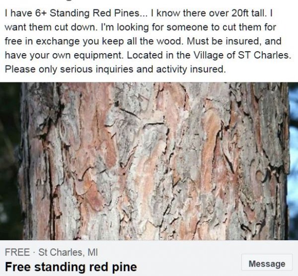 Free pine.JPG