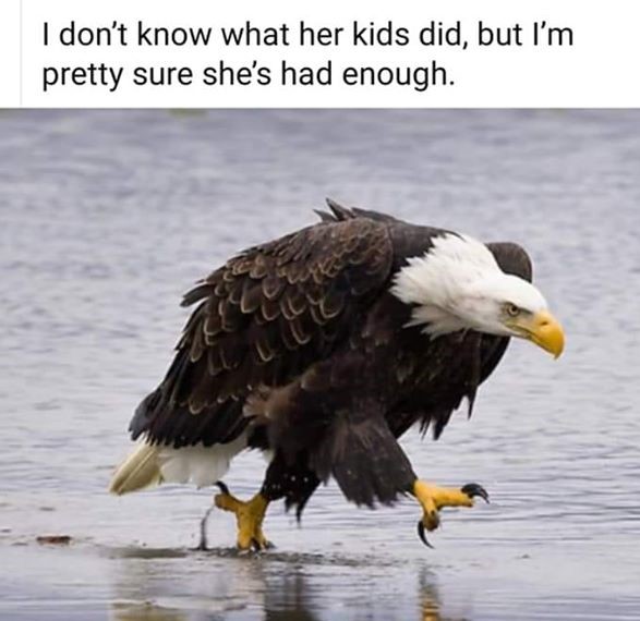 eagl;e_n.jpg