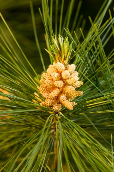 Pinus-strobus-73.jpg
