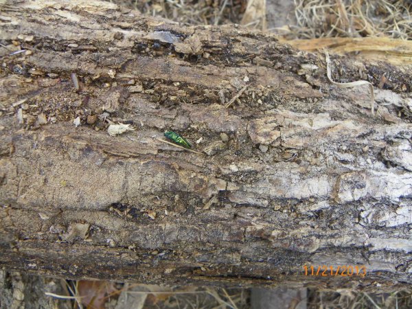 Emerald Ash Borer-1.JPG