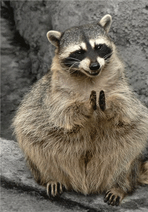 giphy (1) (15).gif