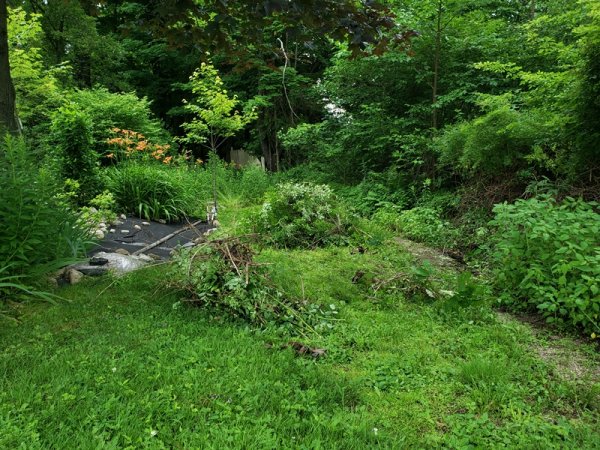 Piles of rose branches.jpg