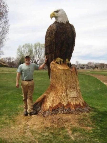 eagle-in-tree.jpg