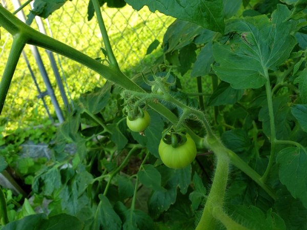 Tomatoes-Medium sized 7-6.jpg