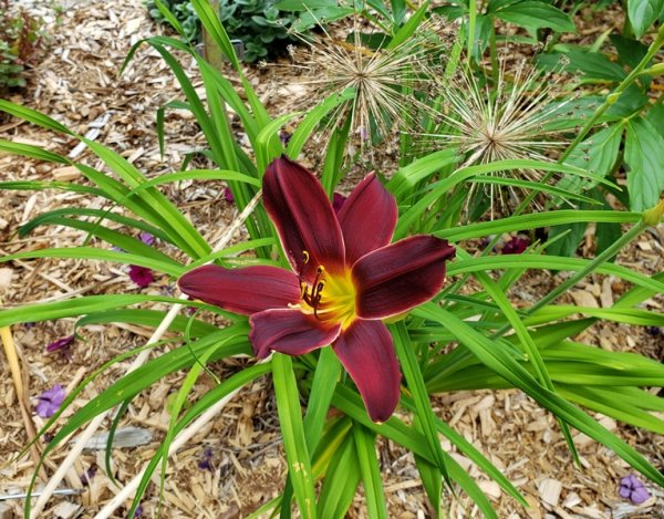 Day lily American Revolution.jpg