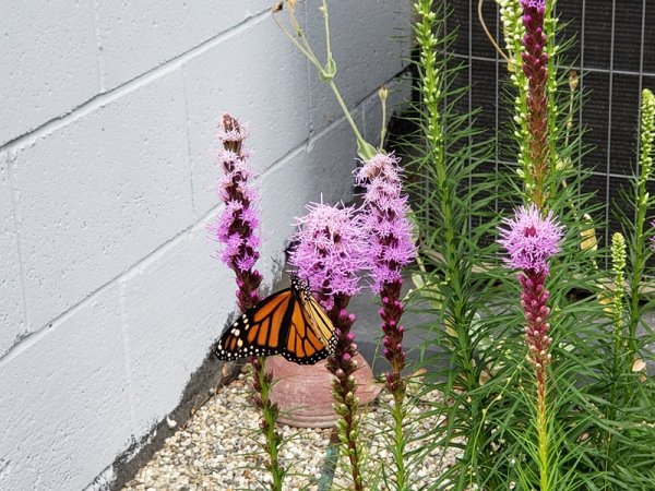 Gayfeather pruple with Monarch butterfly.jpg