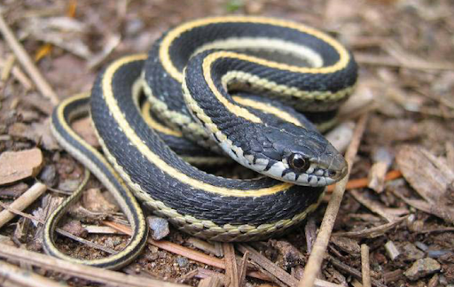 Gartersnake.png