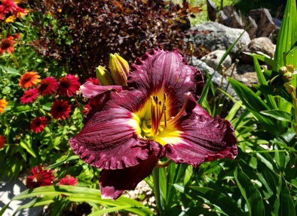 Day lily Rainbow Rythm.jpg