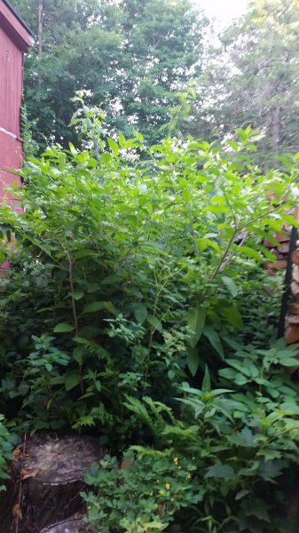 20200731_064636.jpg