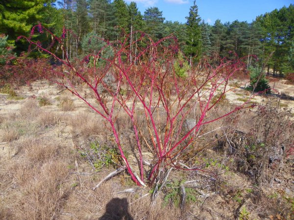 Pokeweed-2.JPG