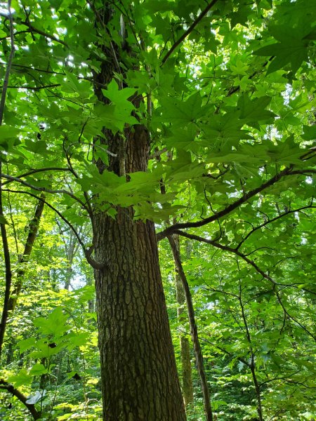 sweet gum.jpg