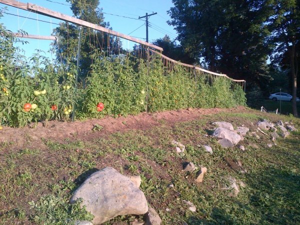 082414 tomatoes.jpg