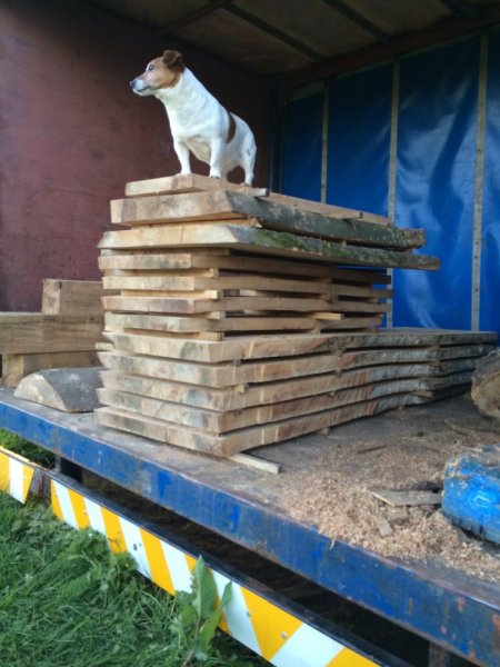 terrys i phone 2014 timber 1226.JPG