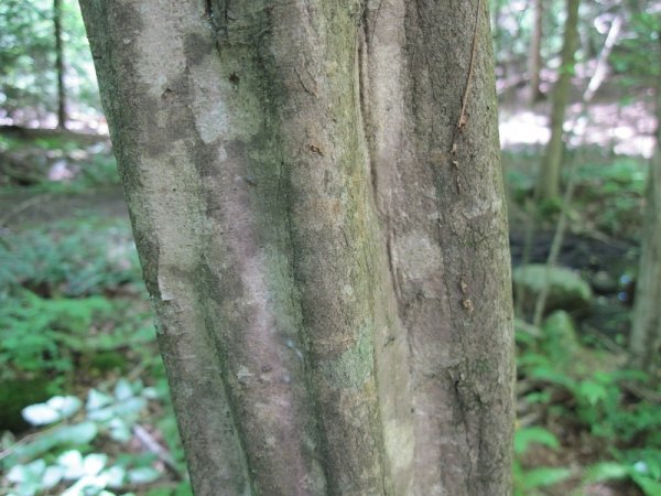 Carpinus_caroliniana_bark.jpg