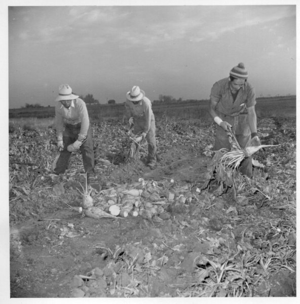 tanabi tanaka farm in back.jpg