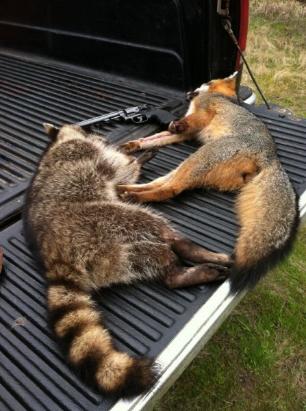 Trapping March 2014 Fox & Coon.jpg