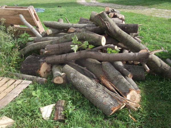 Maple score 8-26-14 002.jpg