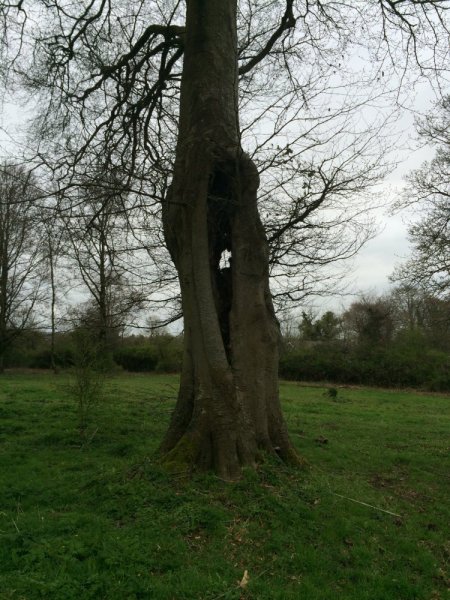 Buttavent and Croom Trees 002.JPG