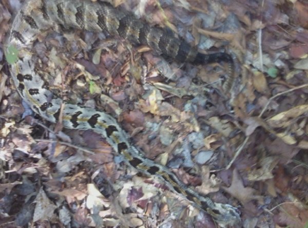 Snake - Canebrake Oct. 2013 Plain Dealing a.jpg