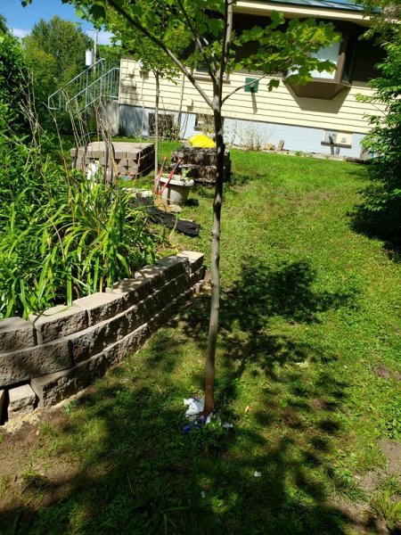 Side facing shade garden.jpg