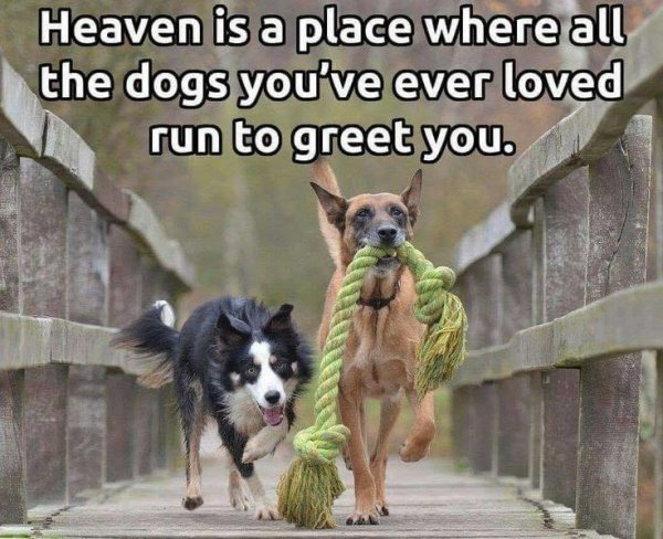 Heaven is a place where dog.jpg