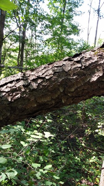 20200808_161529_HDR.jpg
