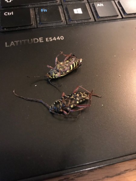 Beetle2.jpg