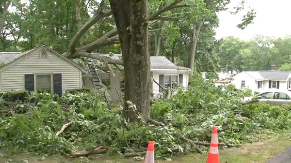 framingham-tree-damage.jpg