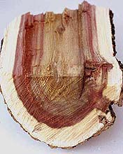 boxelder2sm.jpg