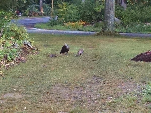 IMG_20200818_071419317.jpg