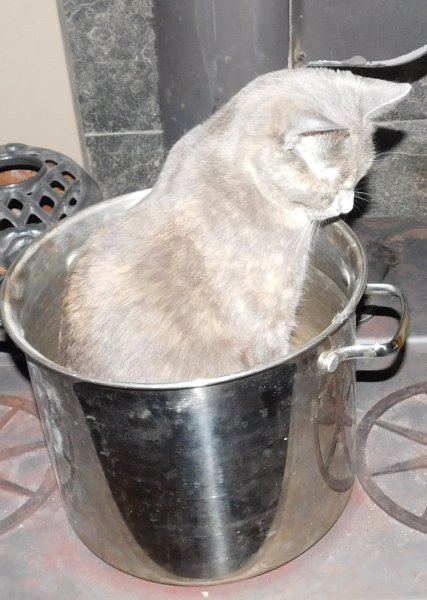 Pot 'o cat.JPG