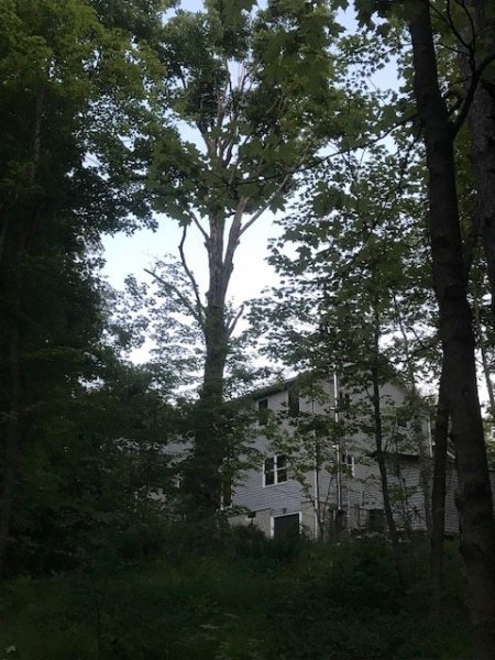 Dying Maple at house.jpg