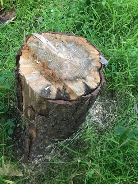 stump cut.jpg