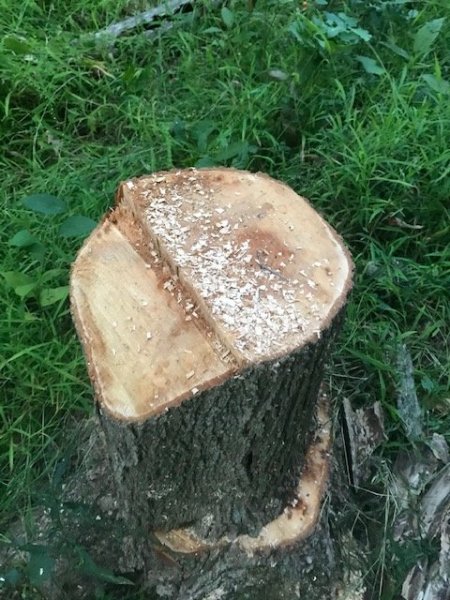 stump cut 2.jpg