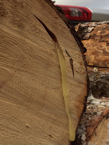 spruce sap.JPG