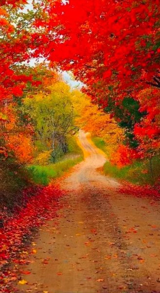 Woods lane in fall.jpg