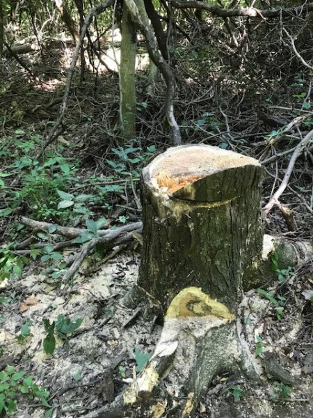 Locust for porches stump.jpg