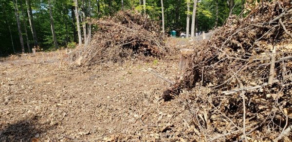 Stacks of limbs.jpg