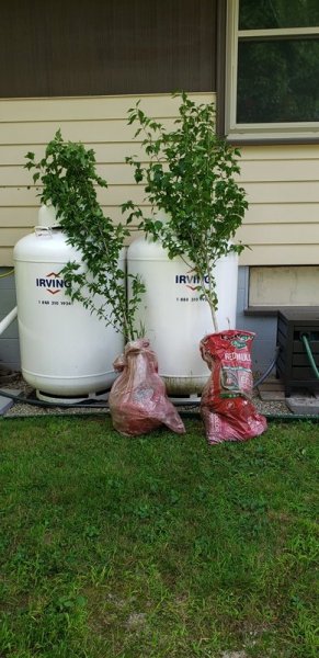 Rose of Sharon at house.jpg