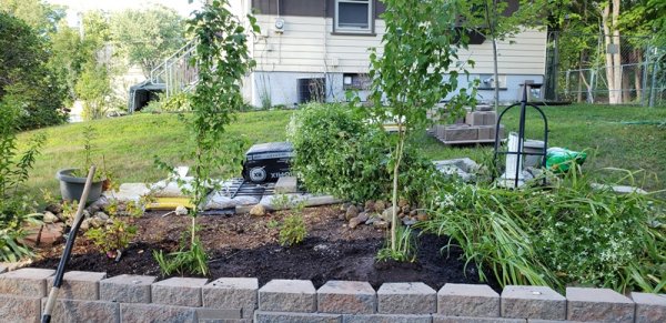 Rose of Sharon planted.jpg