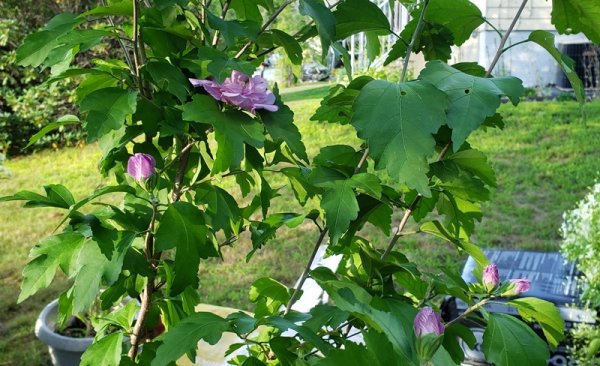 Rose of Sharon bloom and buds.jpg