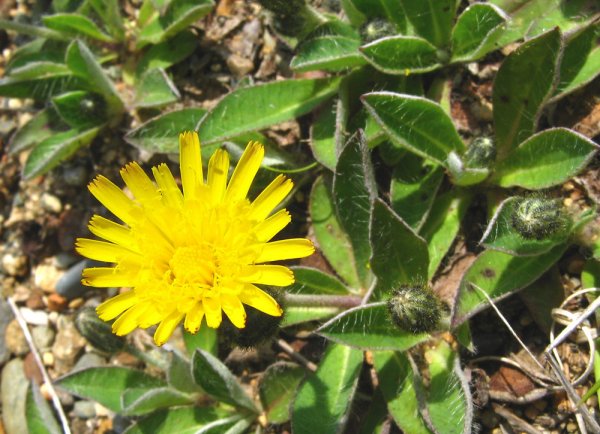 hieracium-pilosella-fl-dkausen.jpg