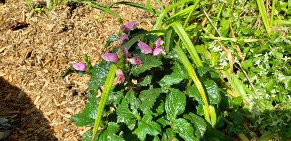 Turtle head Hot Lips - Chelone Lyonii.jpg