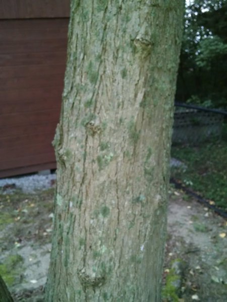IMG_20200916_071558634.jpg