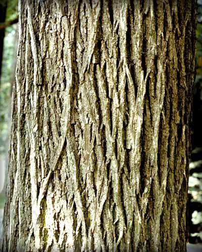 pignuthickorysmall-origional-01.jpg