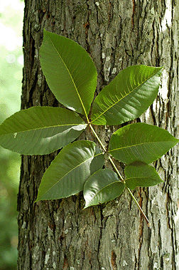 leaf1.jpg