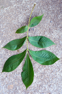 leaf1 (1).jpg