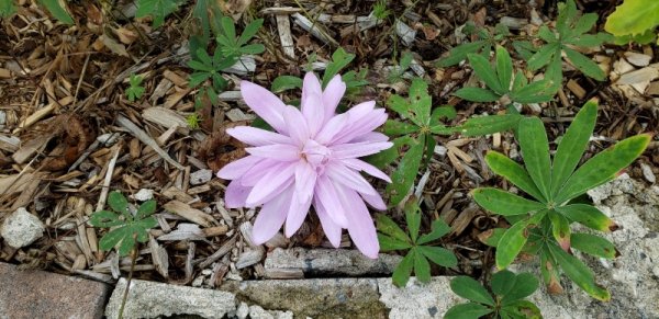 Autum crocus flowering.jpg