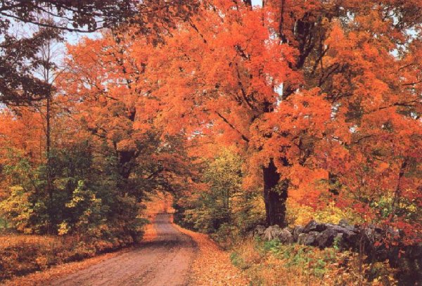 Autumn.JPG