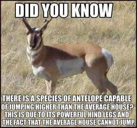 Antelopes jumping.jpg